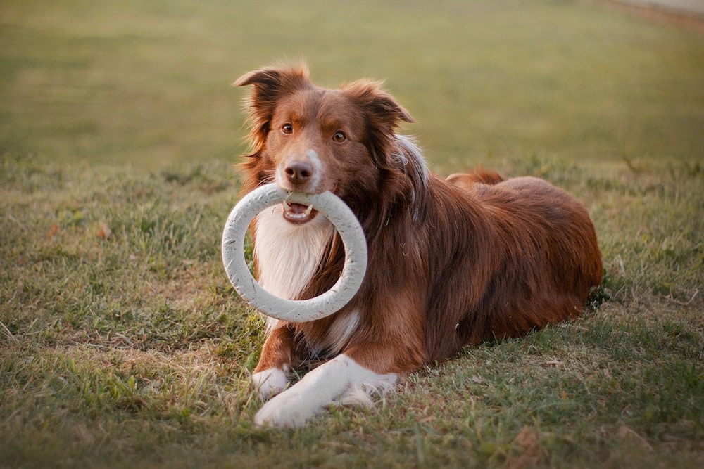 Brown Dog Lying Down with Toy