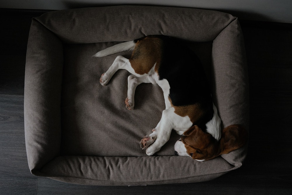 Brown and White Short Coated Dog Lying on His Bed