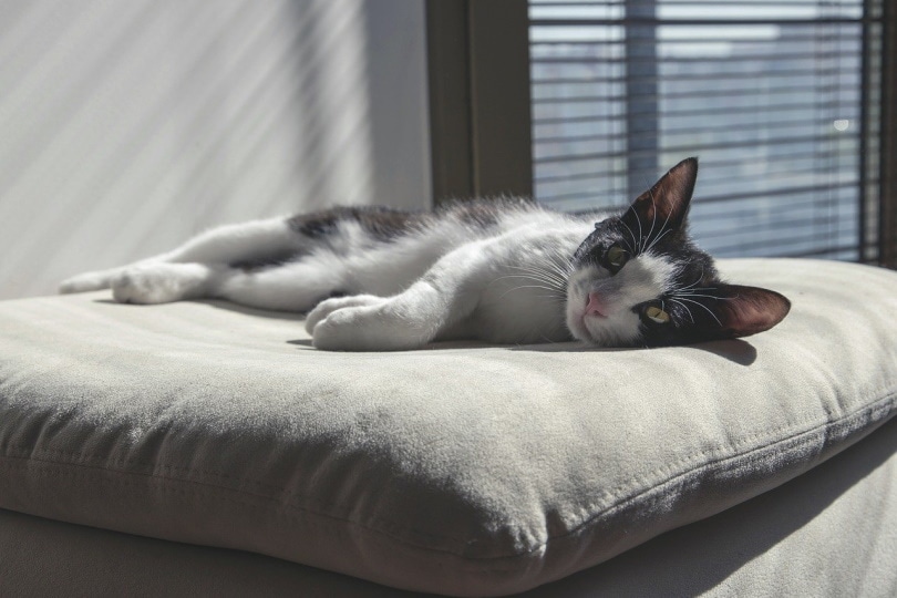 Cute kitten lying down on a big pillow