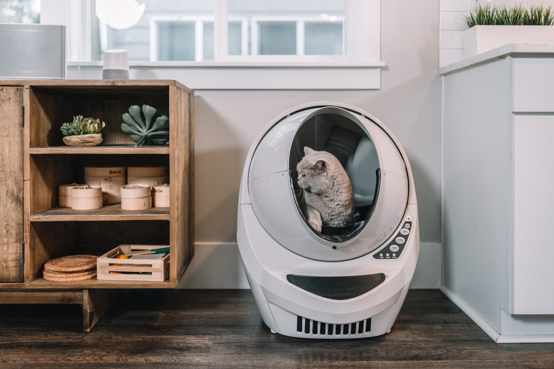 Grey Cat sử dụng Beige Litter-Robot