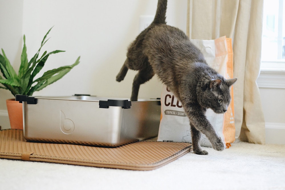 Grey cat stepping out of litter box