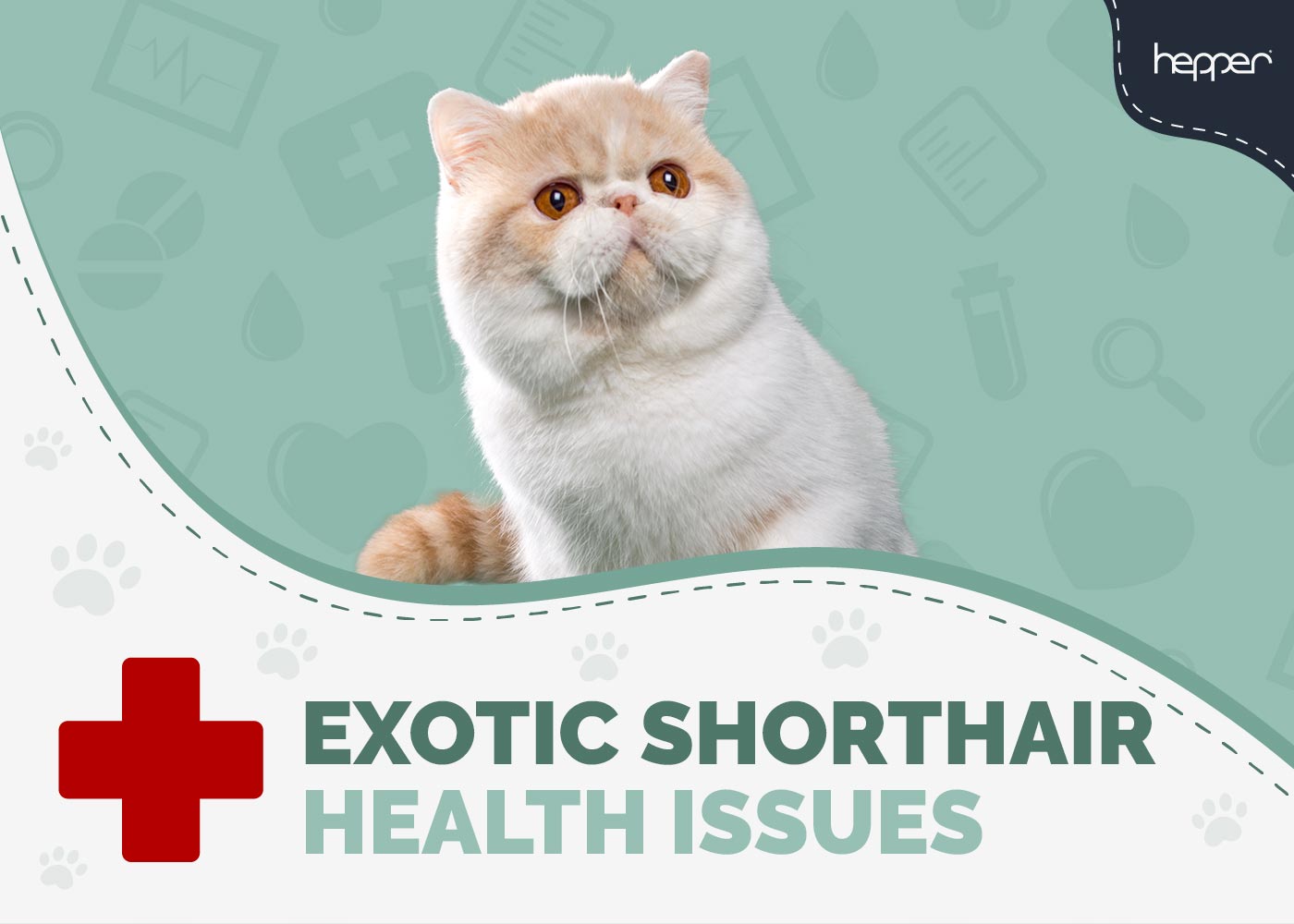 Exotic Shorthair Cat Health Problems