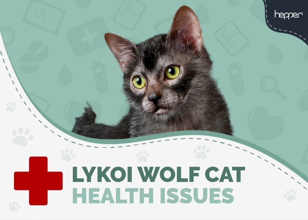 Lykoi (Wolf Cat) Health Problems