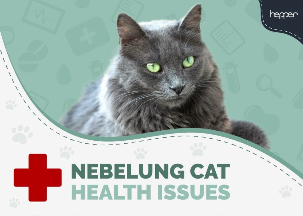Nebelung Cat Health Problems