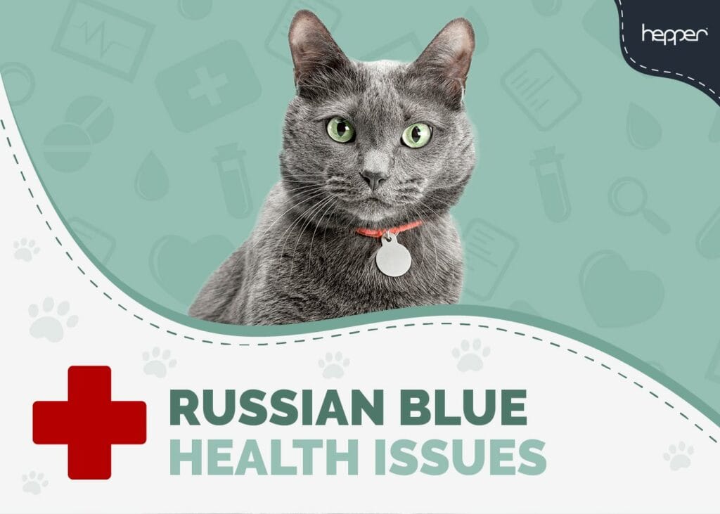 Russian Blue Cat Health Problems