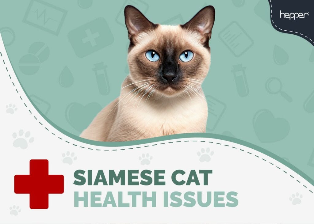 Siamese Cat Health Problems