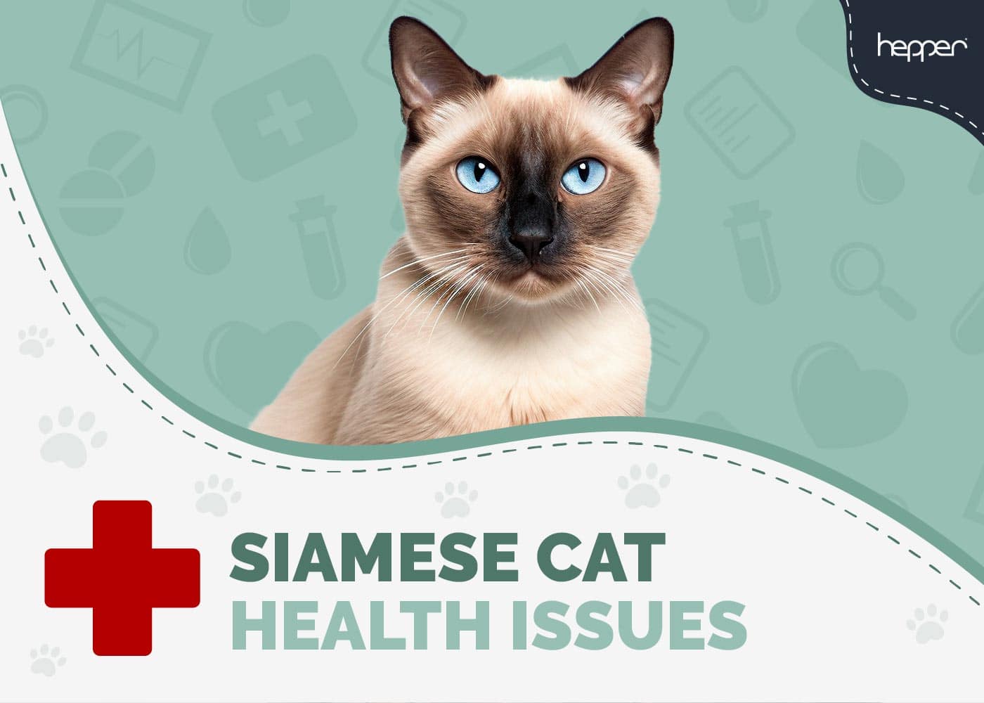 Siamese Cat Health Problems