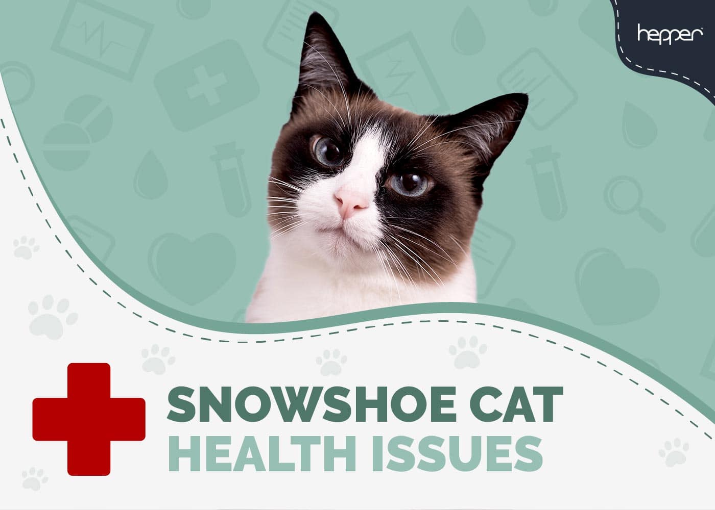 8 Snowshoe Cat Health Problems VetReviewed Health Guide Hepper