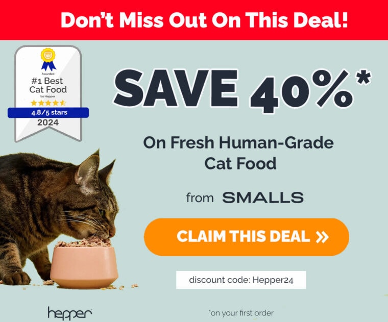 Are Cats Good At Catching Rats Feline Hunting Behavior Explained Hepper Are Cats Good At Catching Rats Feline Hunting Behavior Explained Hepper