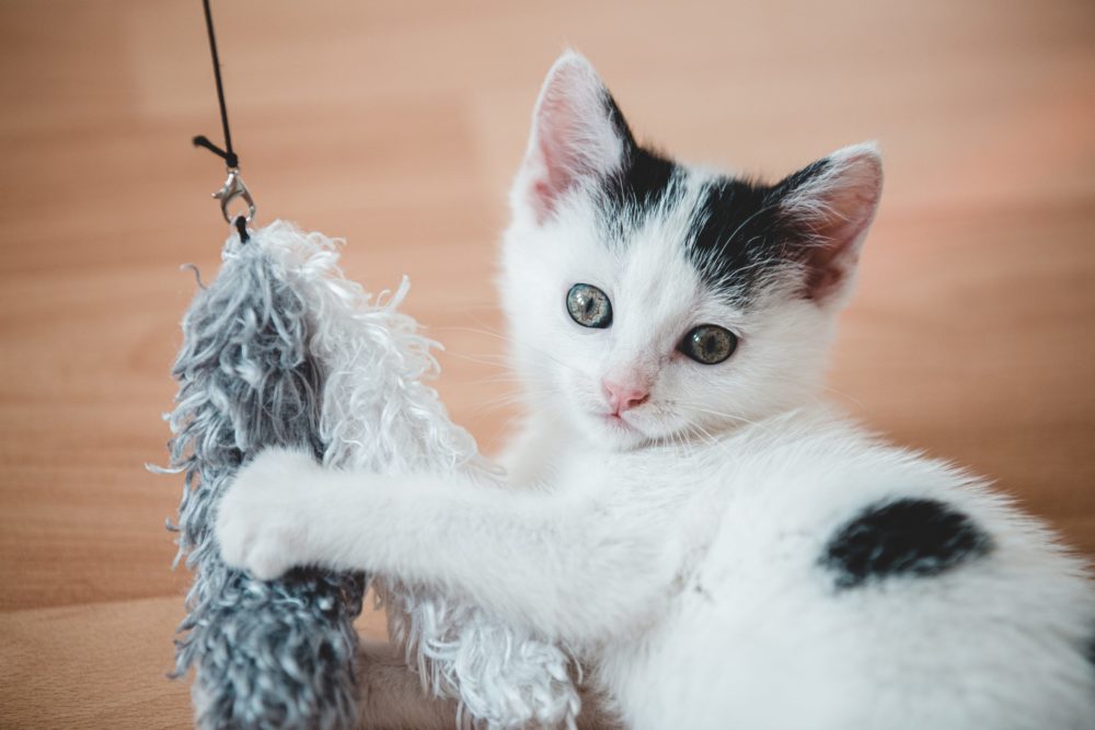 Kitten Playing with a White and Gray Toy