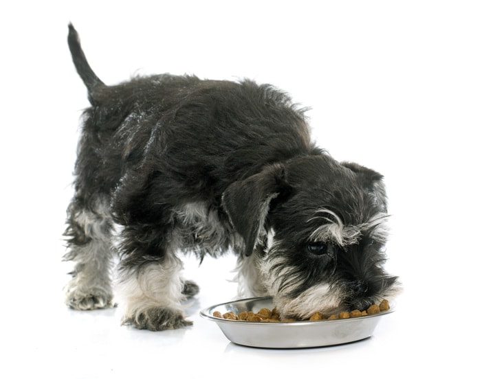 A Miniature Schnauzer puppy eating food