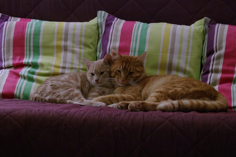 Orange cat and kitten lying on pillows on a sofa