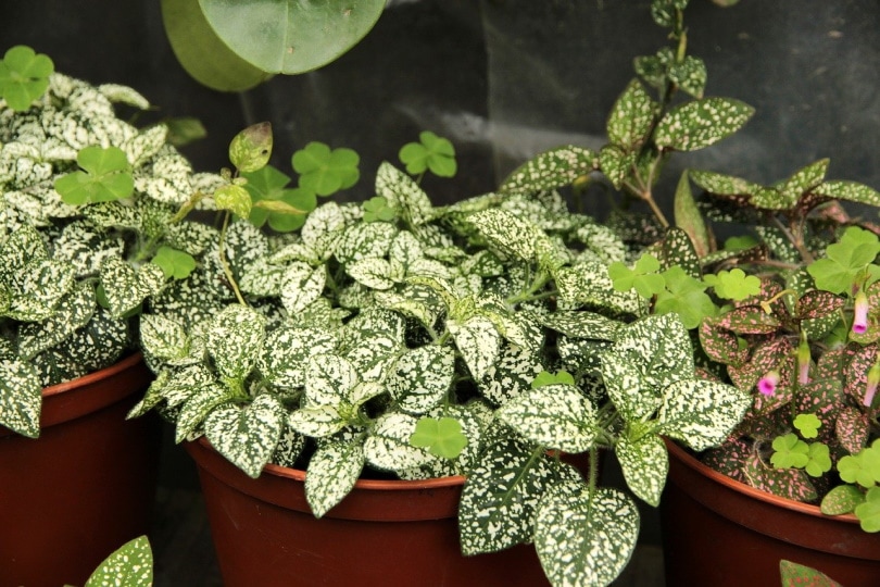 Polka dot plants in pots