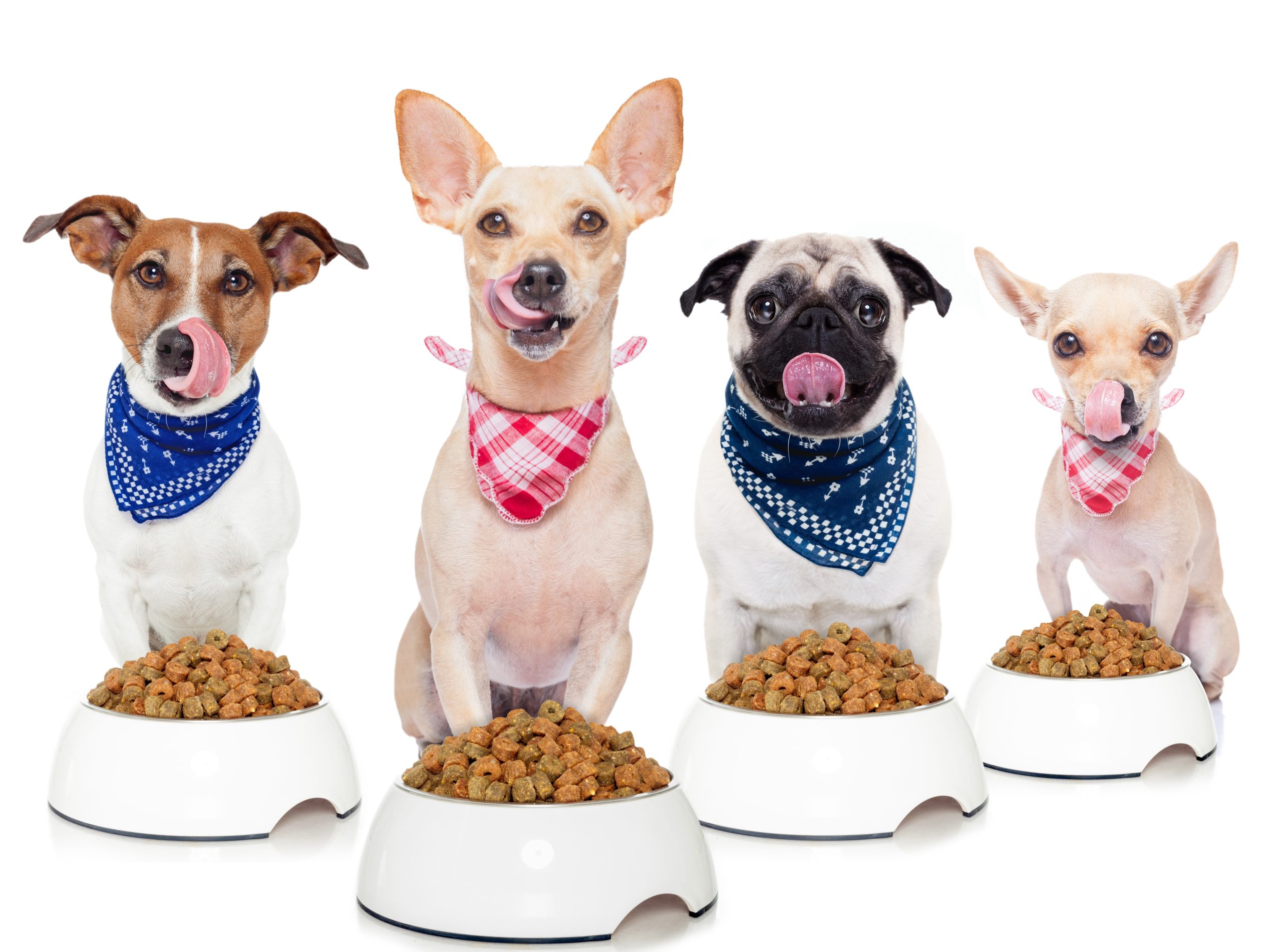 Small dogs with dog food