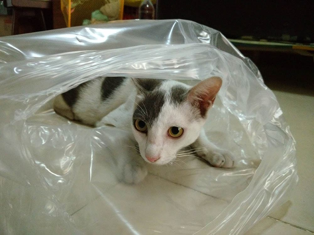 anxious siamese cat inside a plastic bag