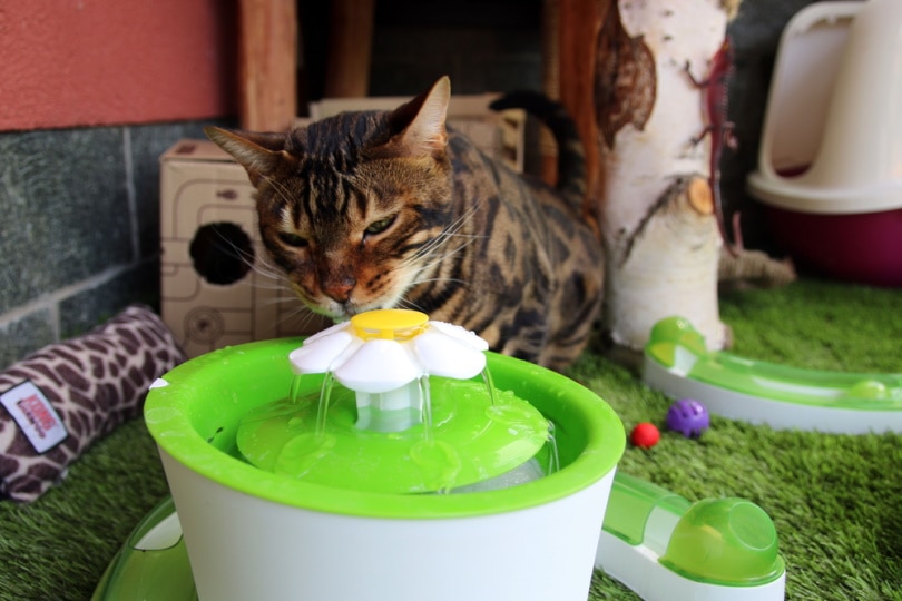 bengal cat drinking from water fountain