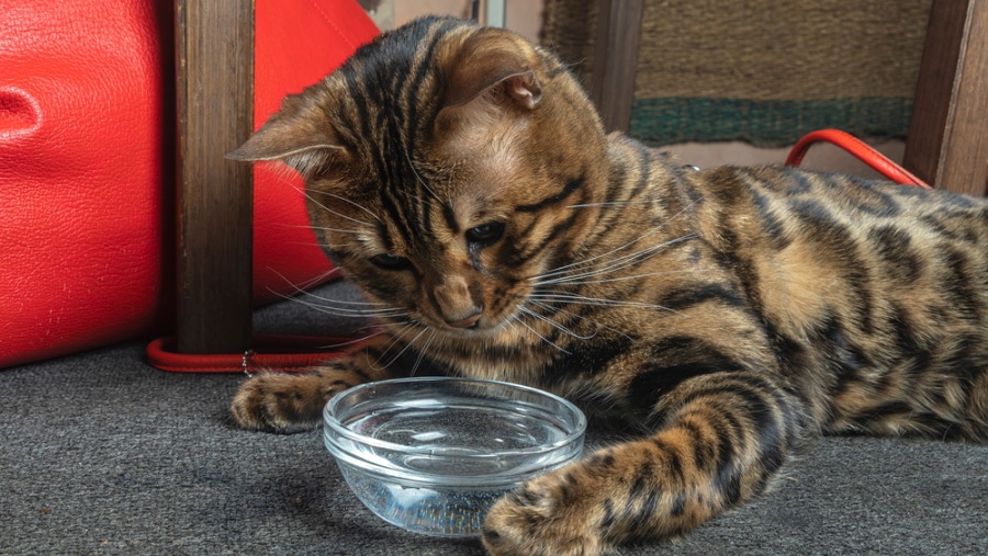 bengal cat playing waterin the bowl