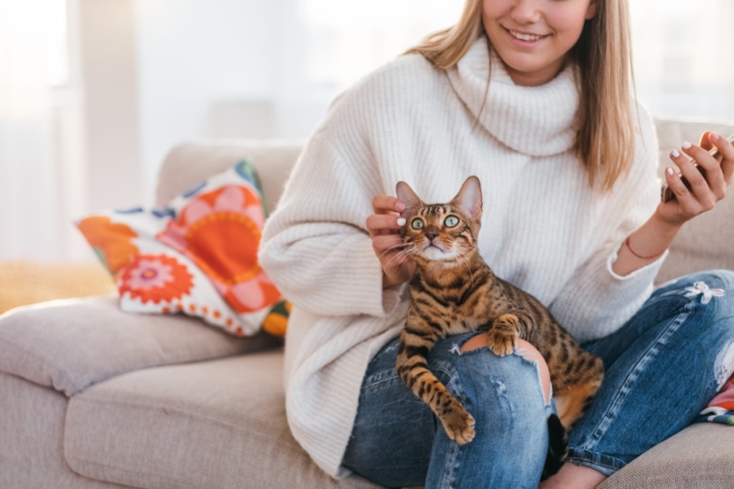 bengal cat sits on woman's lap