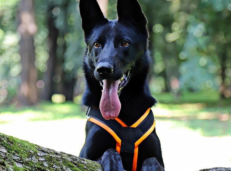 black german shepherd dog wearing a harness in the woods