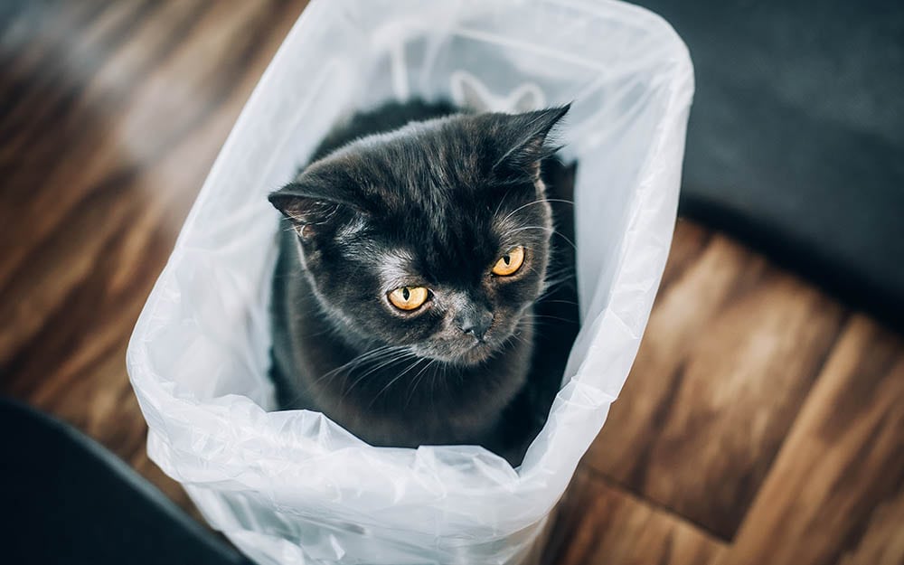 black shorthair cat inside a plastic bag