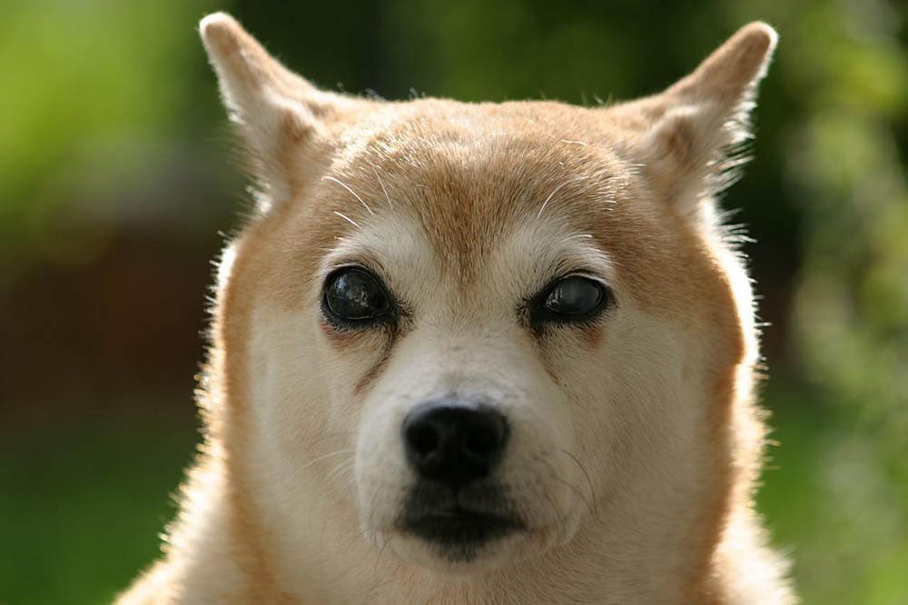 blind Shiba inu dog
