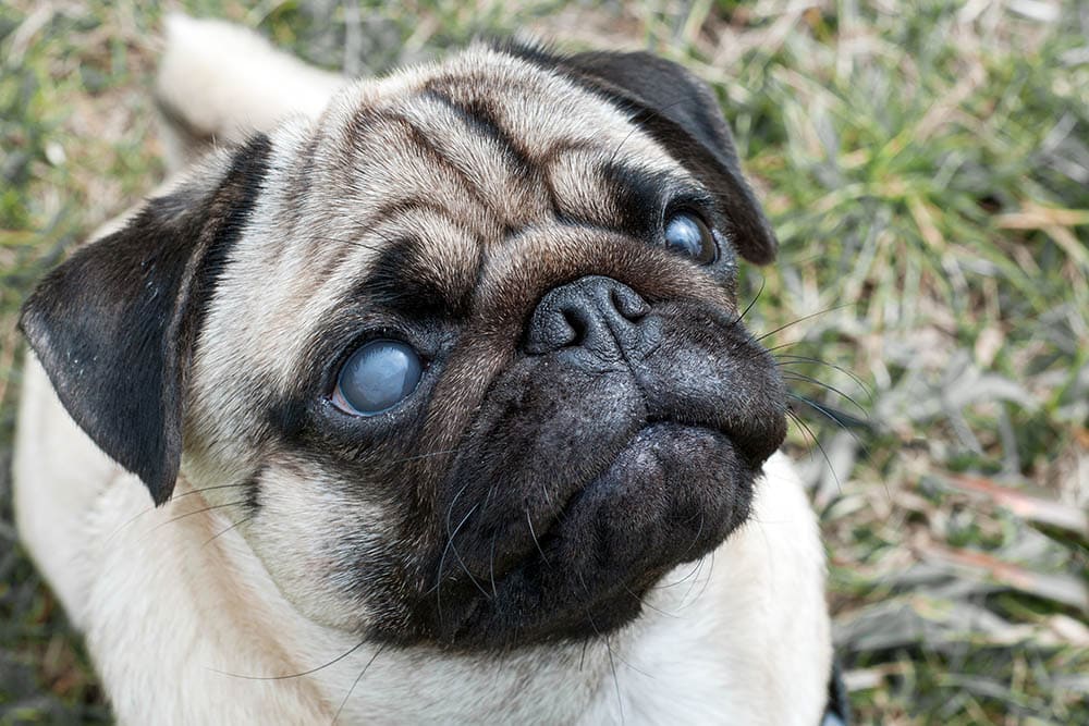 blind pug dog