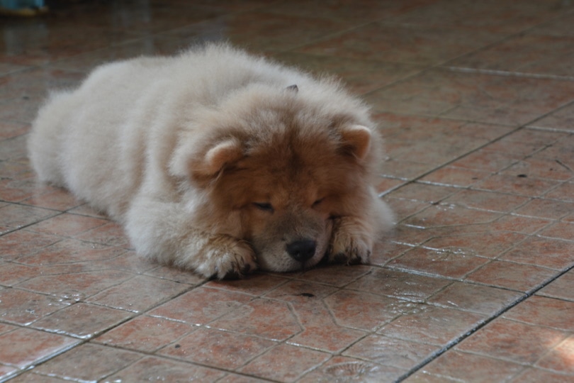 brown chow chow dog sleeping on the floor