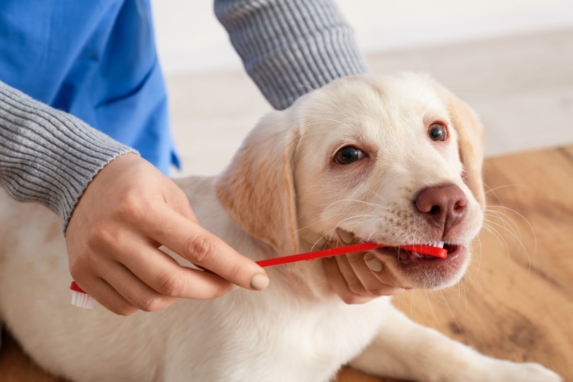 brushing teeth of labrador dog