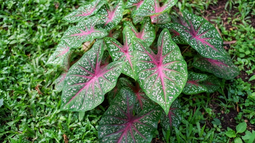 caladium in the garden