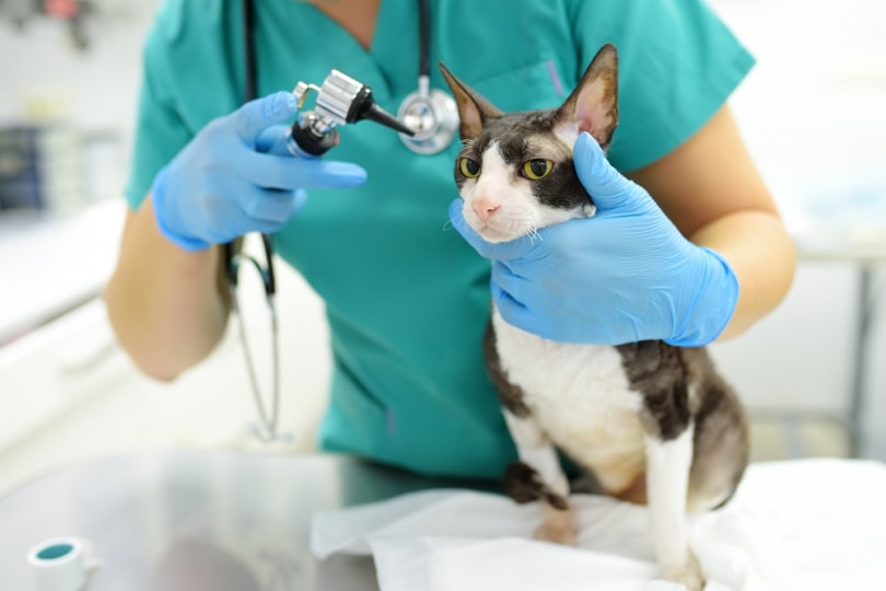 kiểm tra tai mèo bởi bác sĩ thú y