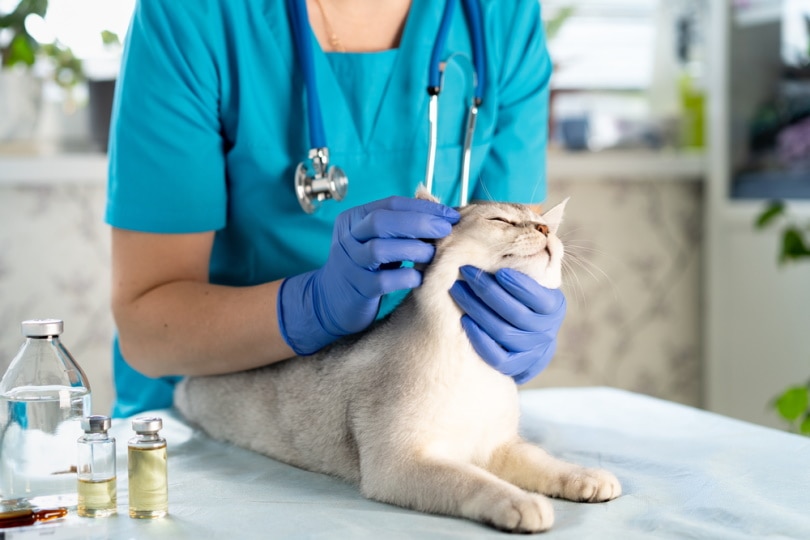 kiểm tra tai mèo bởi bác sĩ thú y