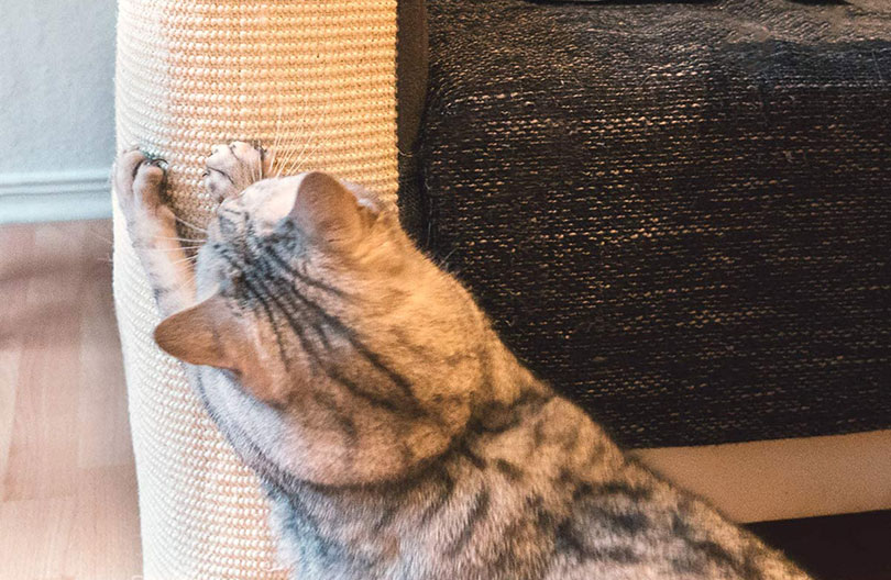 cat scratching a sofa protector