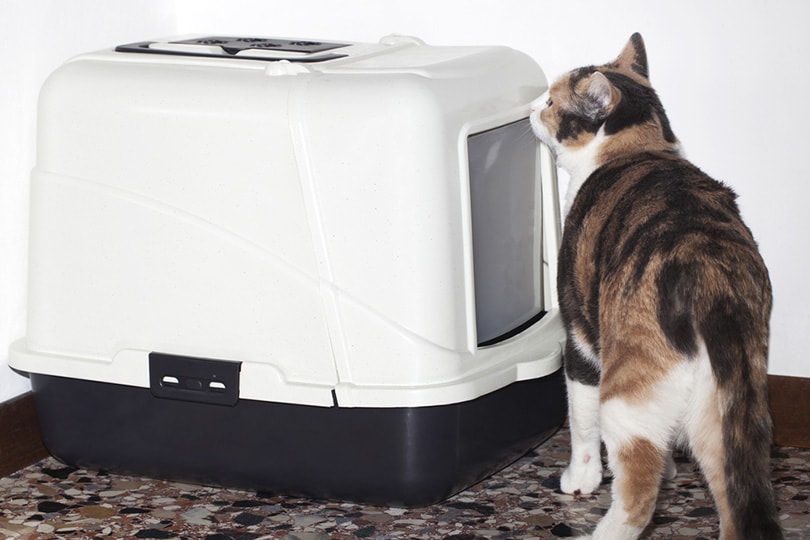 cat sniffing on the litter box