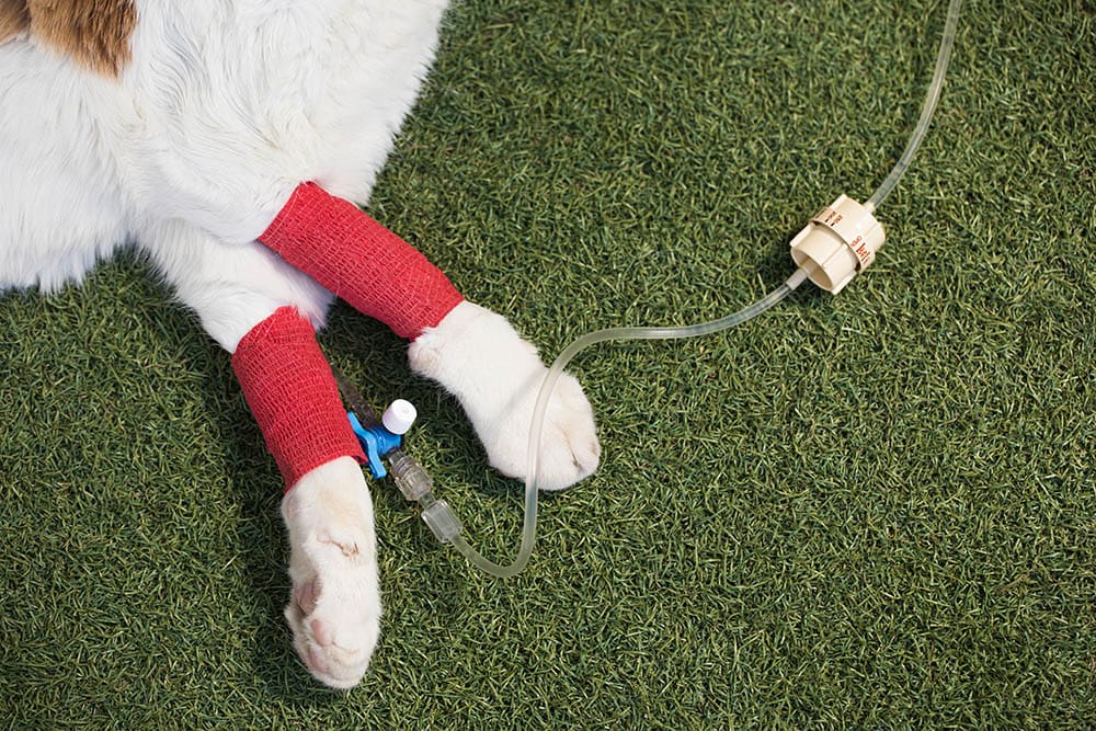 cat with catheter