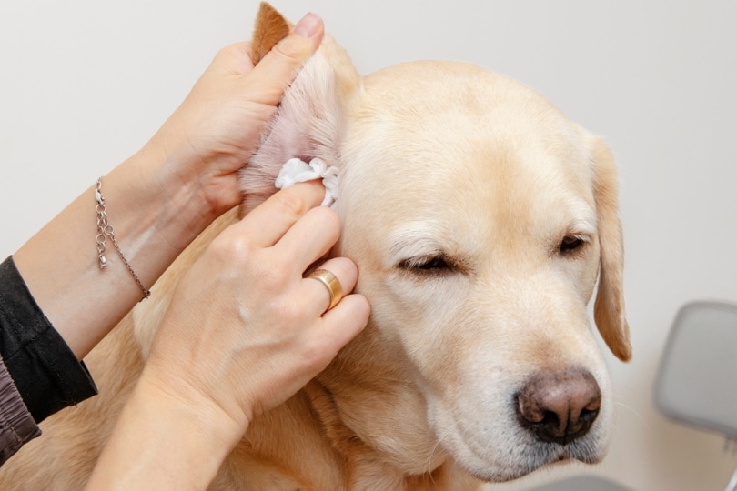 cleaning dog ear