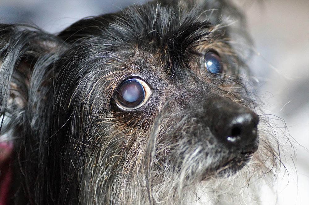 close up blind papillon dog