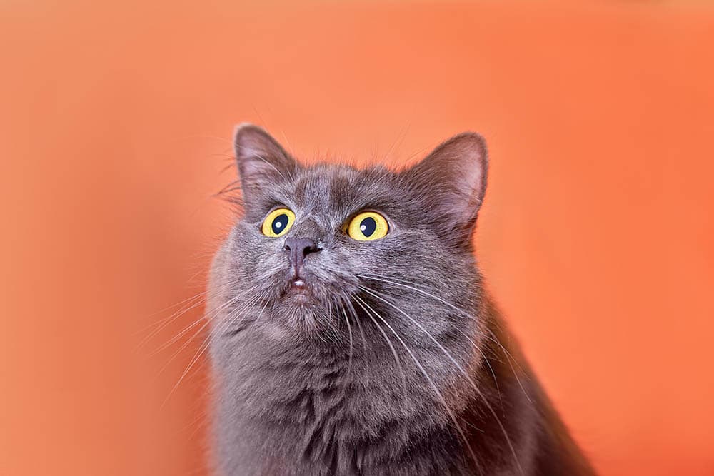 close up nebelung cat with open mouth