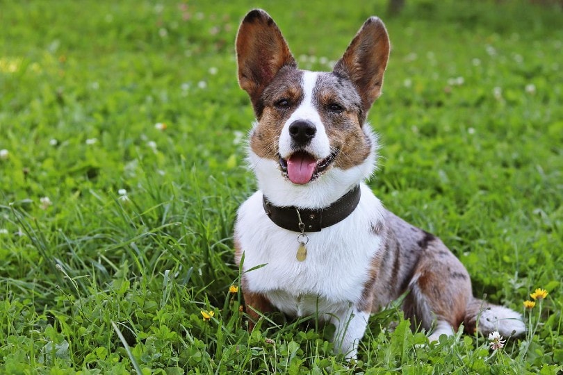 corgi dog with leather collar sitting on grass