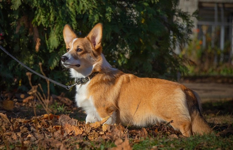 corgi on a leather leash outdoors