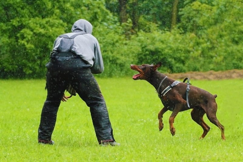 doberman pinscher barking outdoor