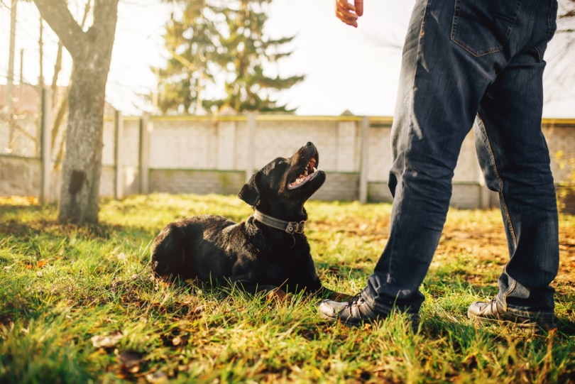 dog training outdoor