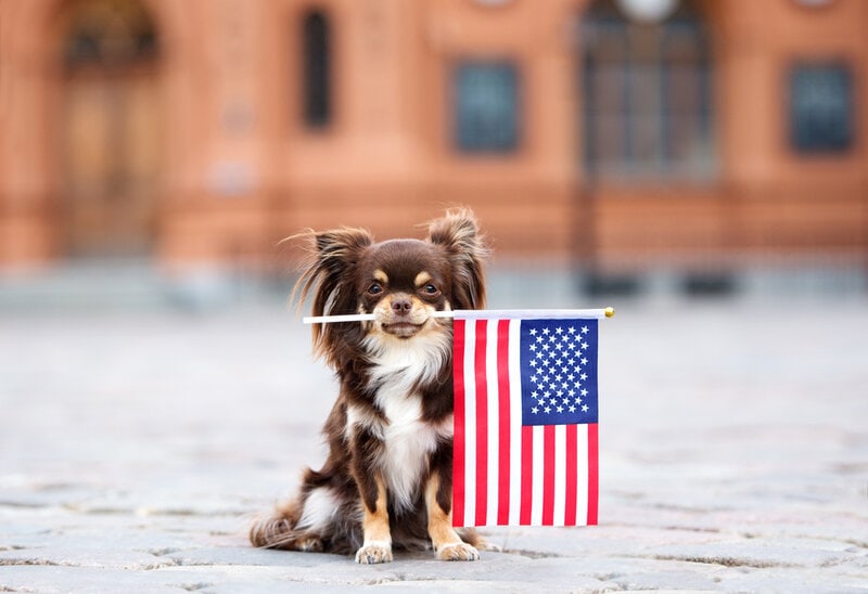 what is needed to bring a dog into the us