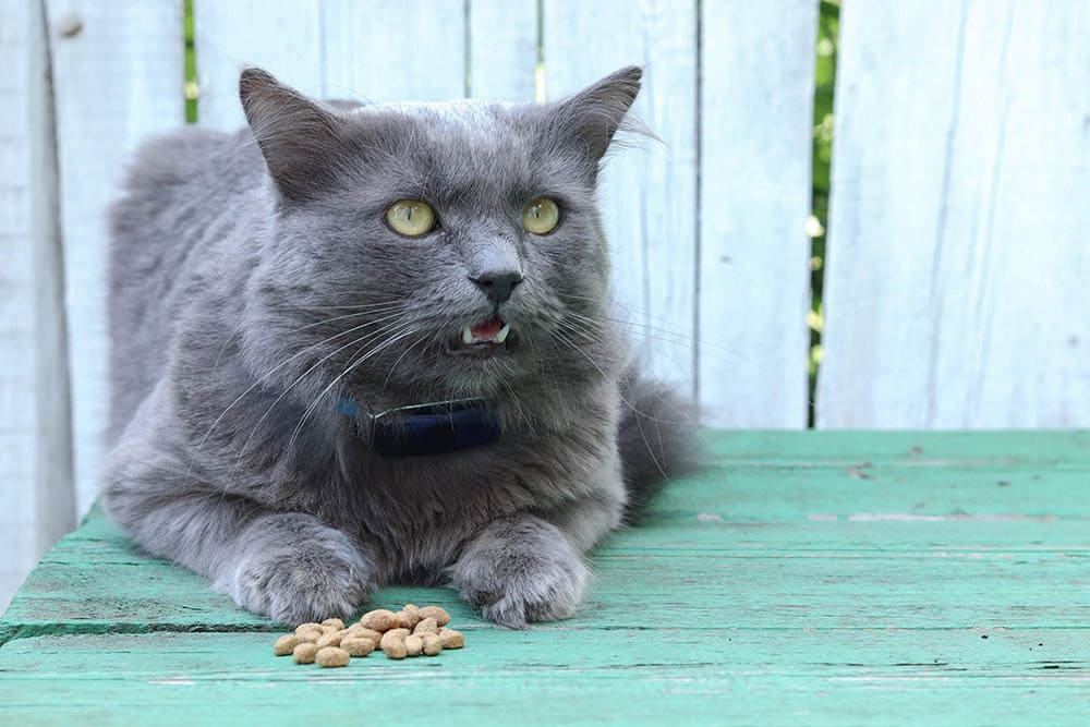 fat nebelung cat eating outdoor