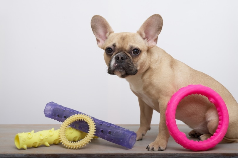 french bulldog with toys