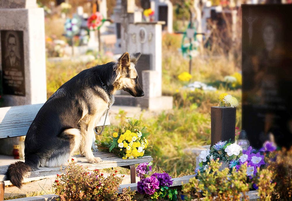 german shepherd dog visiting a grave in the cemetery