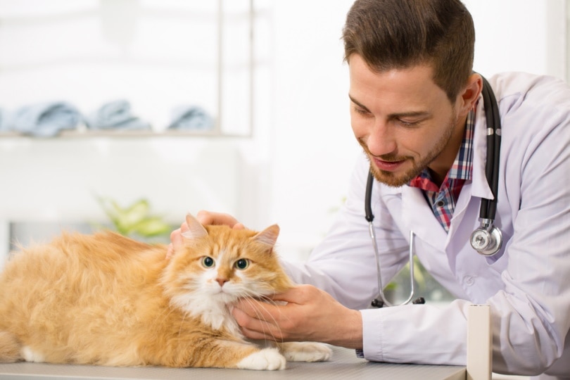 mèo gừng kiểm tra bởi bác sĩ thú y
