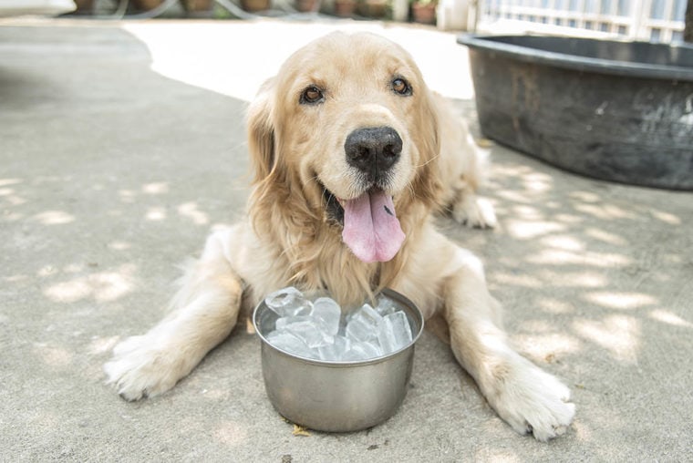 Why Does My Dog Throw Up After Eating Ice? 5 Vet Reviewed Reasons Hepper
