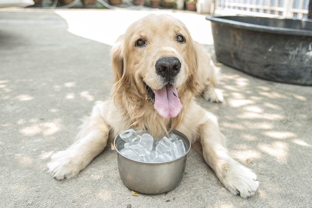 Golden retriever and a bowl of ice