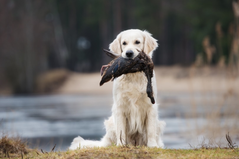 golden retriever dog hunting duck