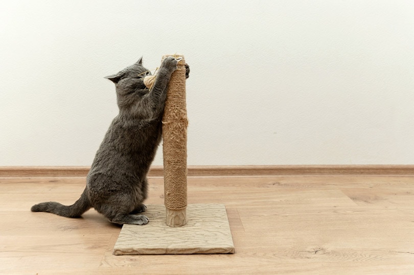gray cat playing on a toy on a scratching post